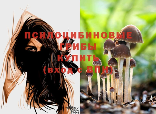 apvp Алзамай
