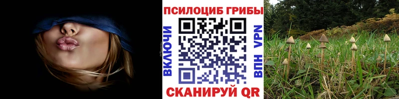 где купить Тосно ссылка на мегу ссылка Псилоцибиновые грибы мухоморы