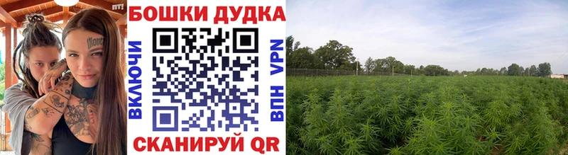 Бошки Шишки конопля  Тосно 